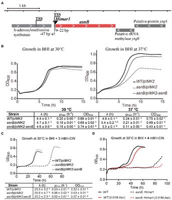 AsnB Mediates Amidation of Meso-Diaminopimelic Acid Residues in the Peptidoglycan of Listeria monocytogenes and Affects Bacterial Surface Properties and Host Cell Invasion